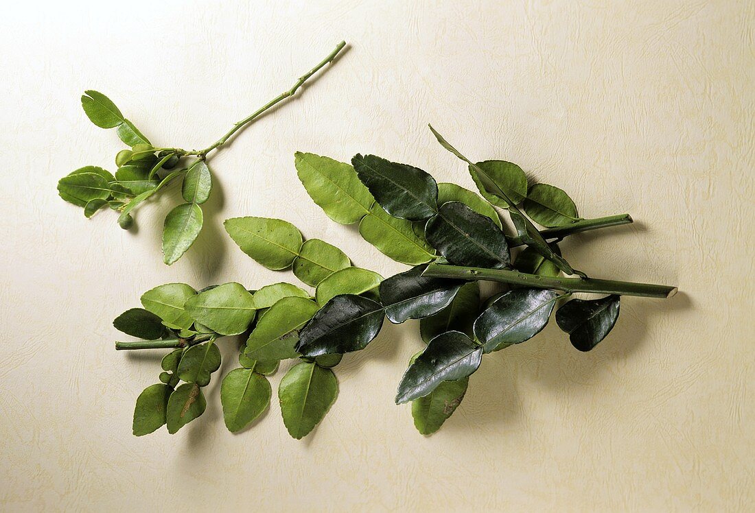 Kaffir leaves (spice and seasoning agent)
