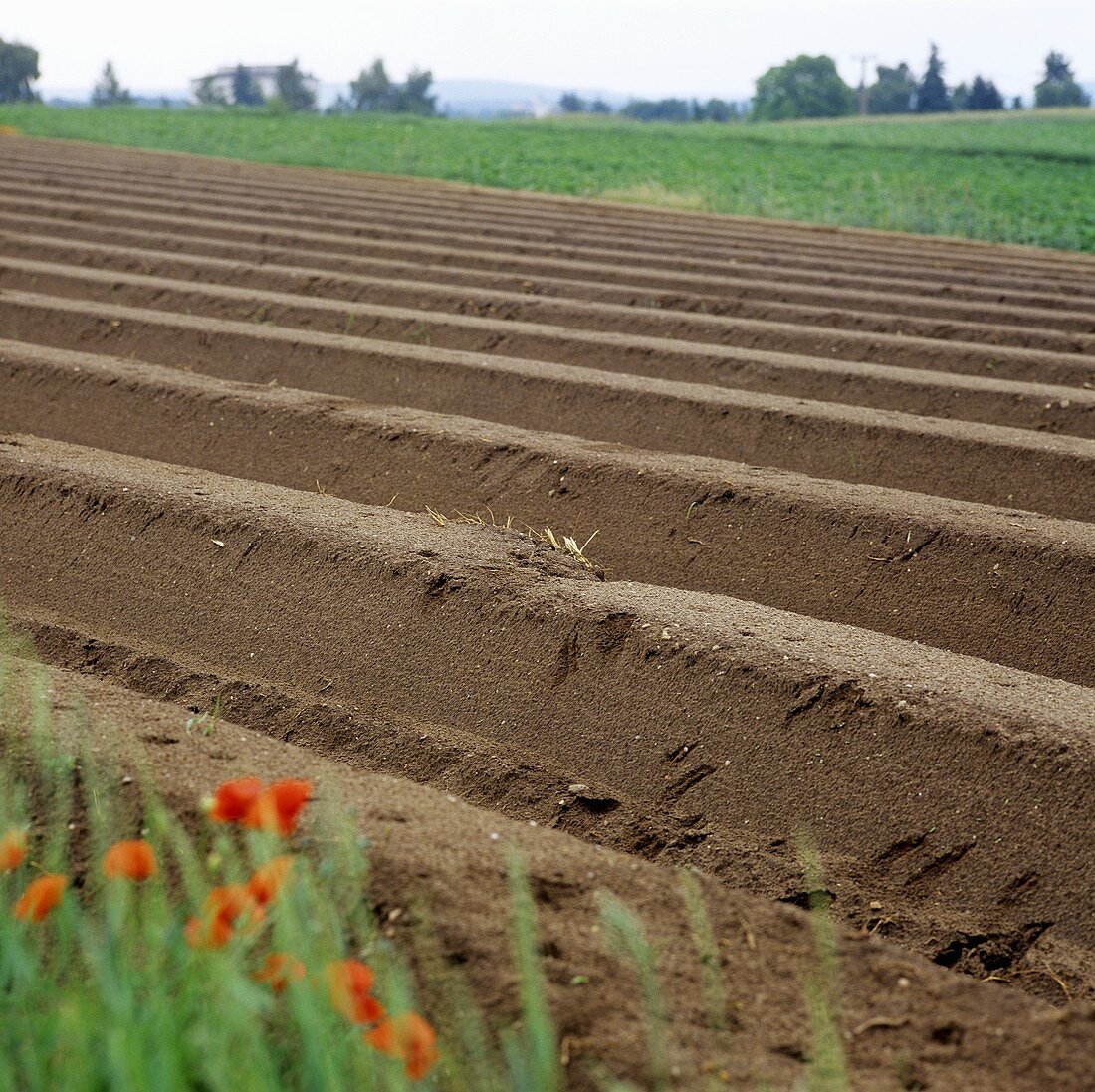 Asparagus field near Adelsberg in Bavaria