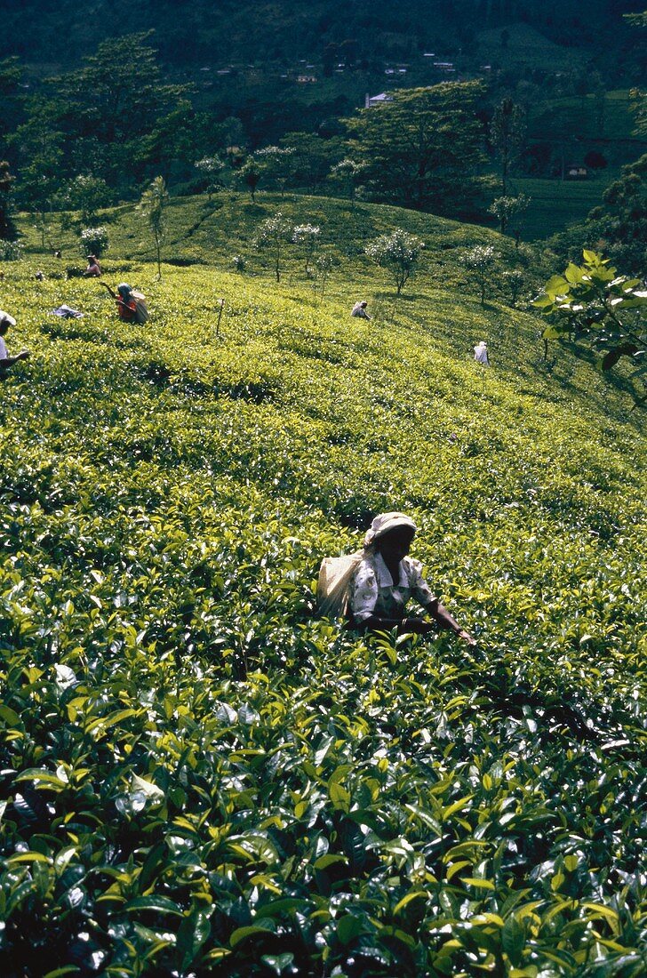 Female workers on a tea plantation (Sri Lanka)