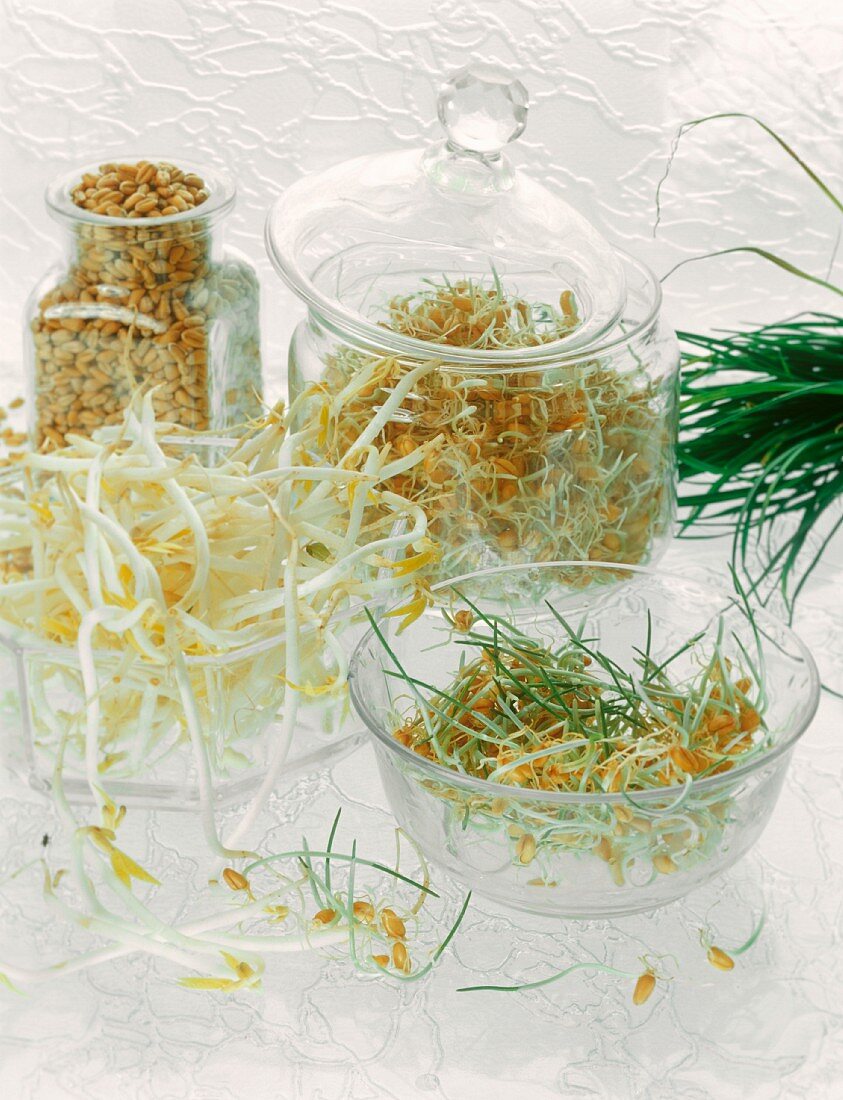 Sprossen und Samen in Glasgefässen