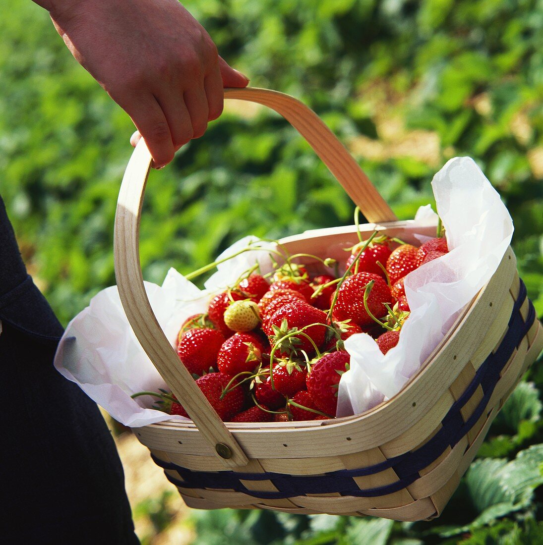 Hand hält Korb mit frischen Erdbeeren