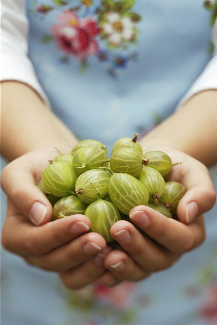 Hands holding fresh gooseberries