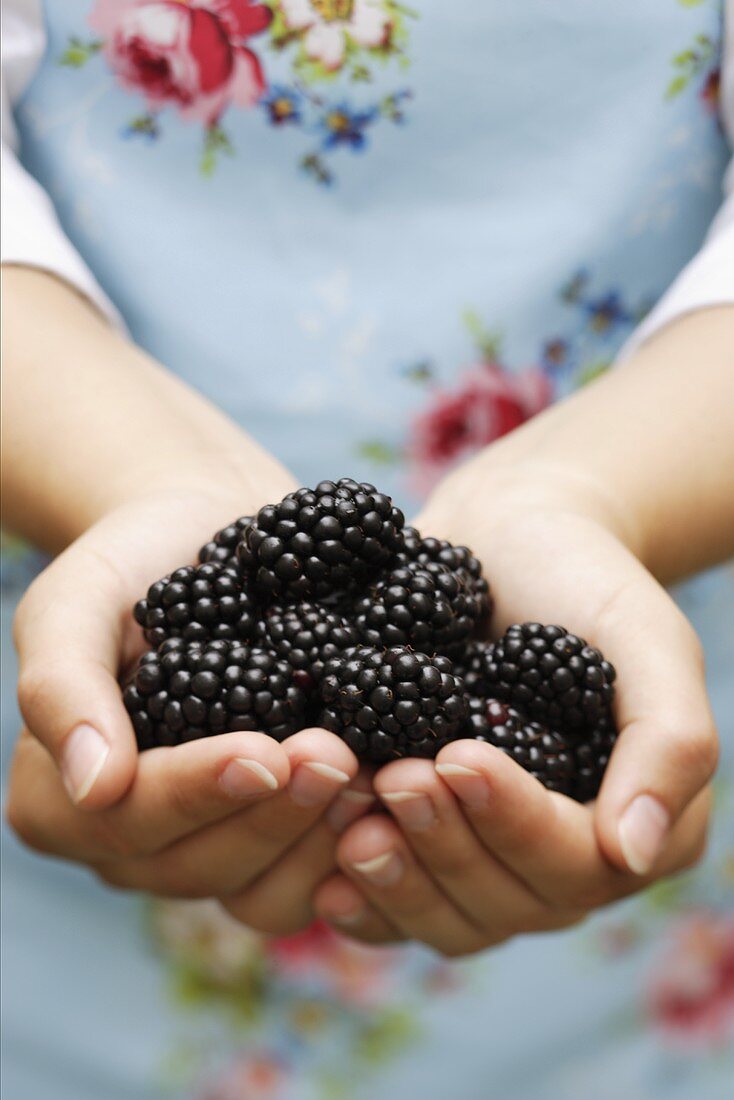 Hände halten frische Brombeeren