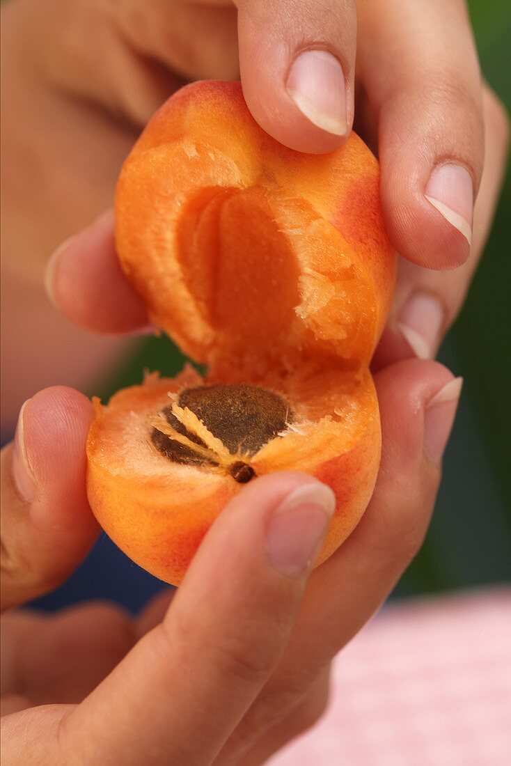 Aprikose halbieren