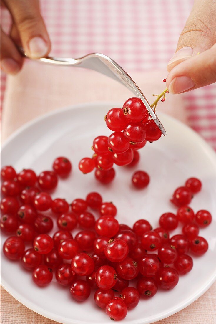 Stripping redcurrants from their stalks with a fork