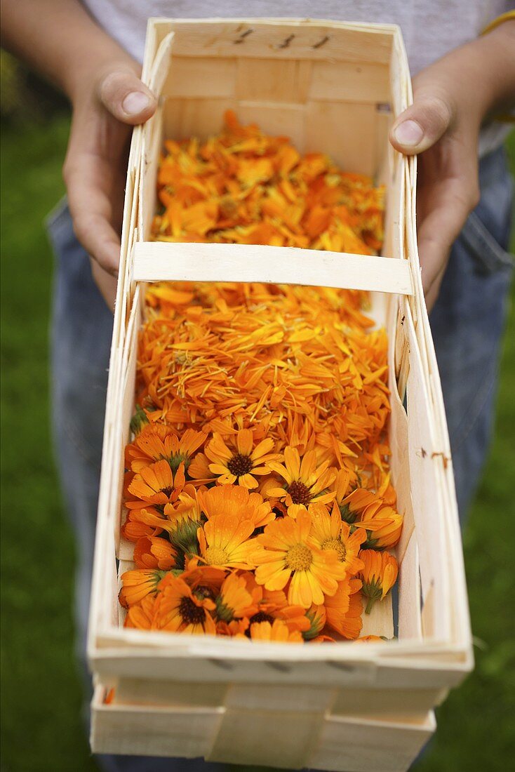 Person holding woodchip basket of marigolds