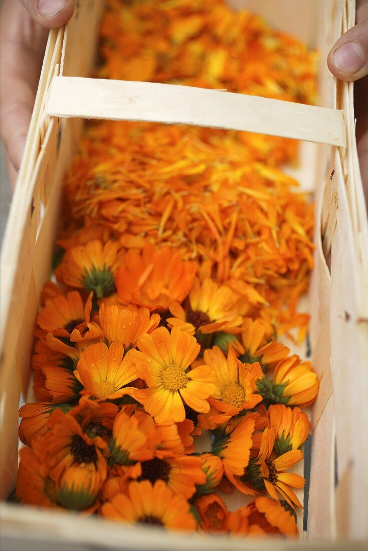 Hands holding woodchip basket of marigolds