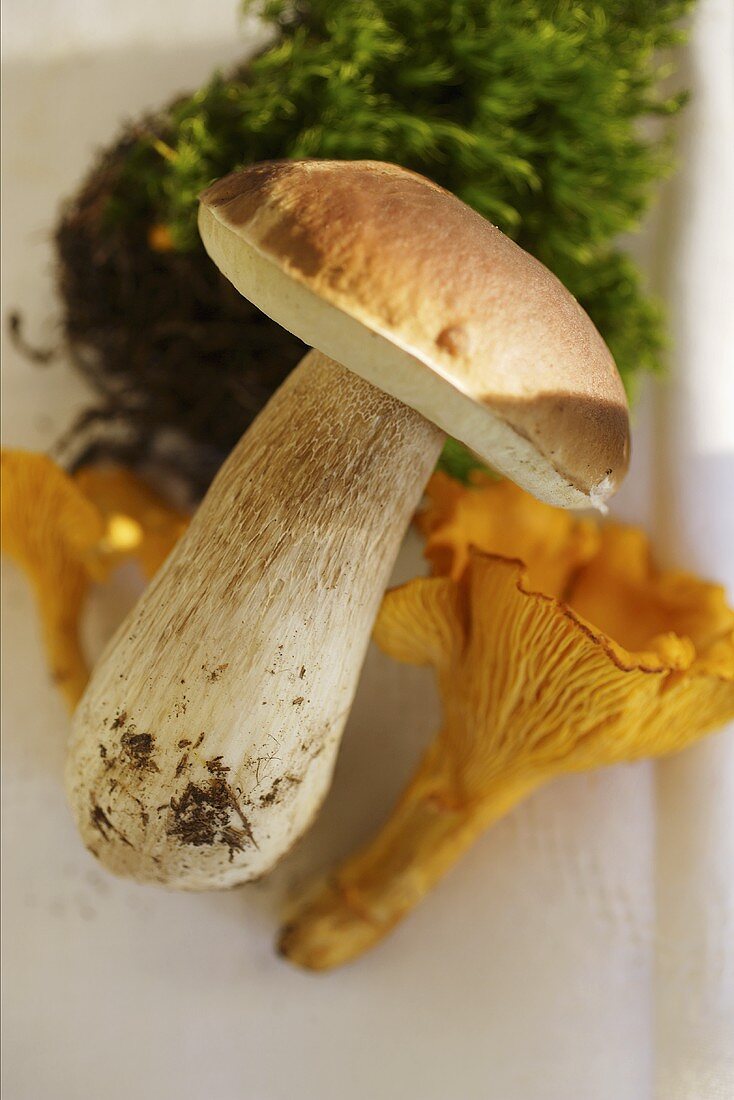Cep, chanterelles and moss