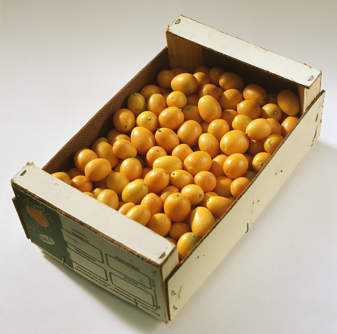 Kumquats, variety 'Moyen' (Fortunella margarita), Morocco