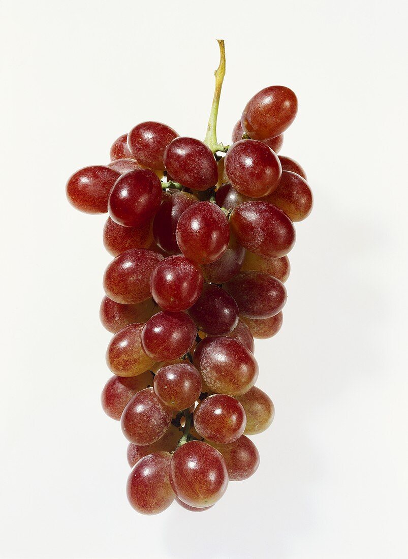 Tafeltraube (Vitis vinifera ssp. vinifera), rosefarbene Sorte