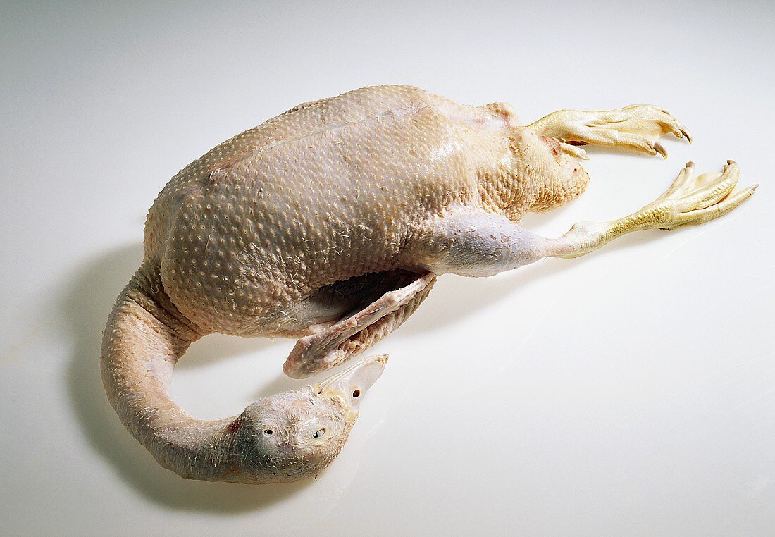 Duck, plucked, with head and feet