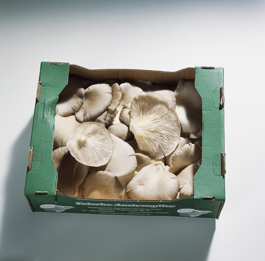 Oyster mushrooms (Pleurotus ostreatus) in cardboard box
