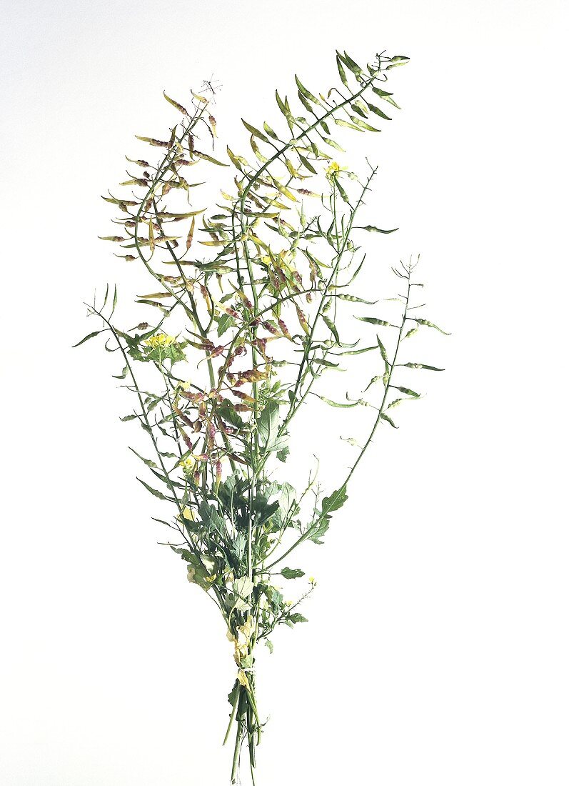 Mustard plant (Sinapis alba)