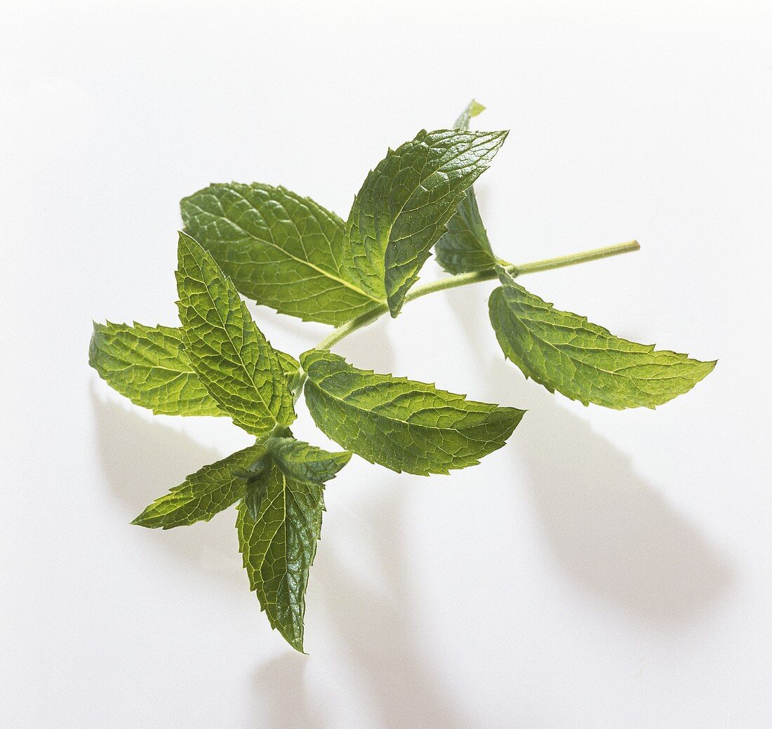Grüne Minze (Mentha spicata)