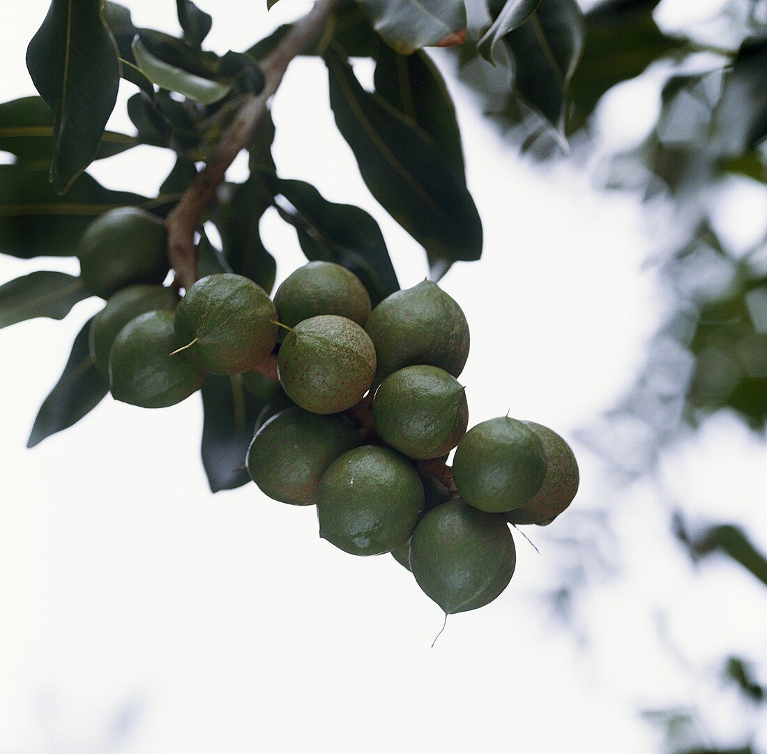 Macadamia nuts on the tree