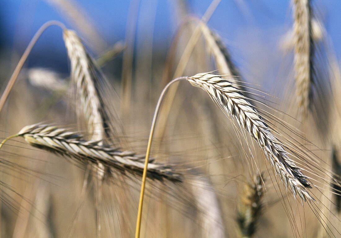 Rye (Secale cereale,) ears in the field