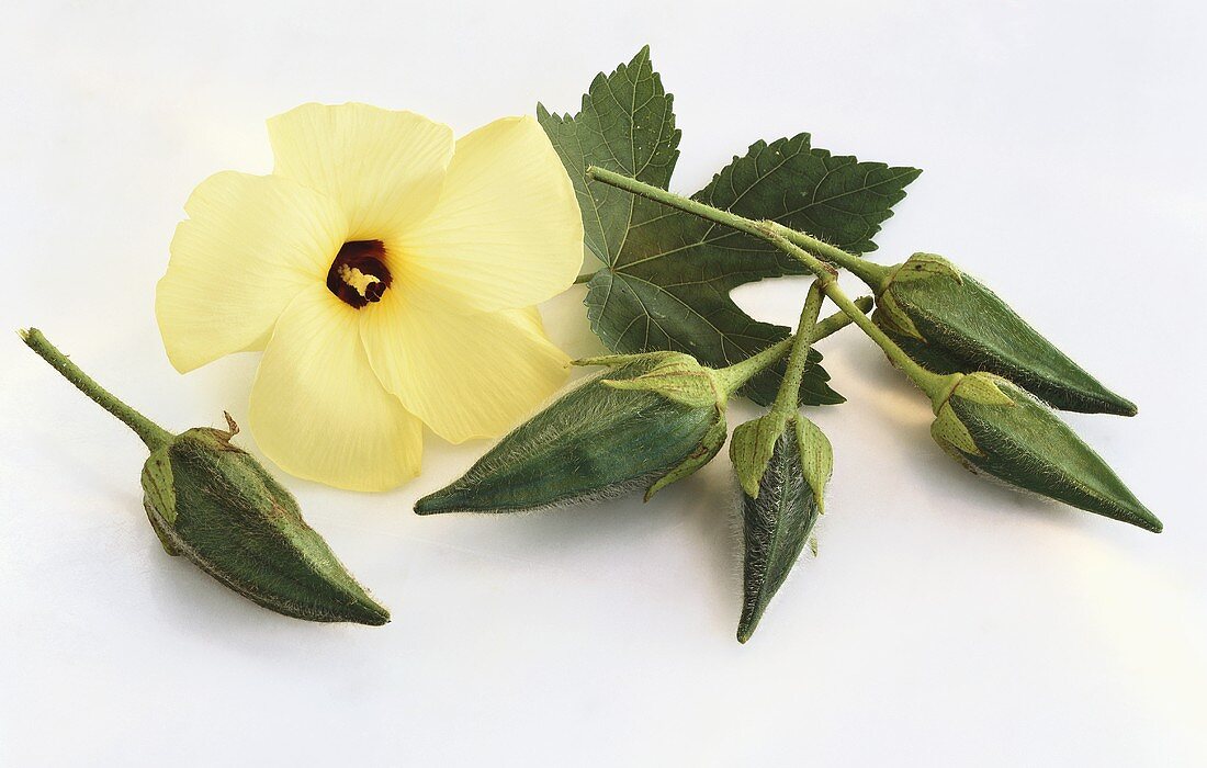 Five okra pods and an okra flower
