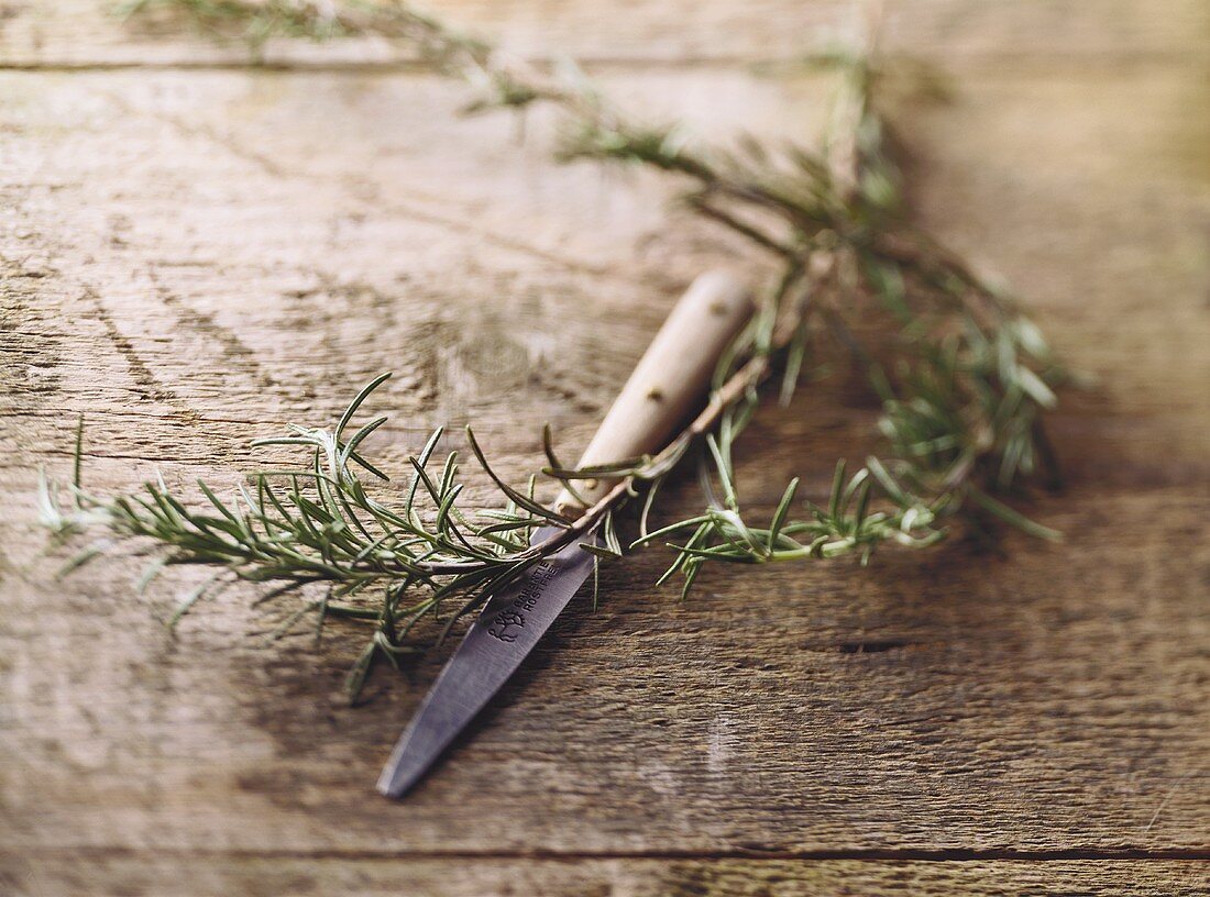 Zweig Rosmarin mit altem Küchenmesser auf Holzplatte