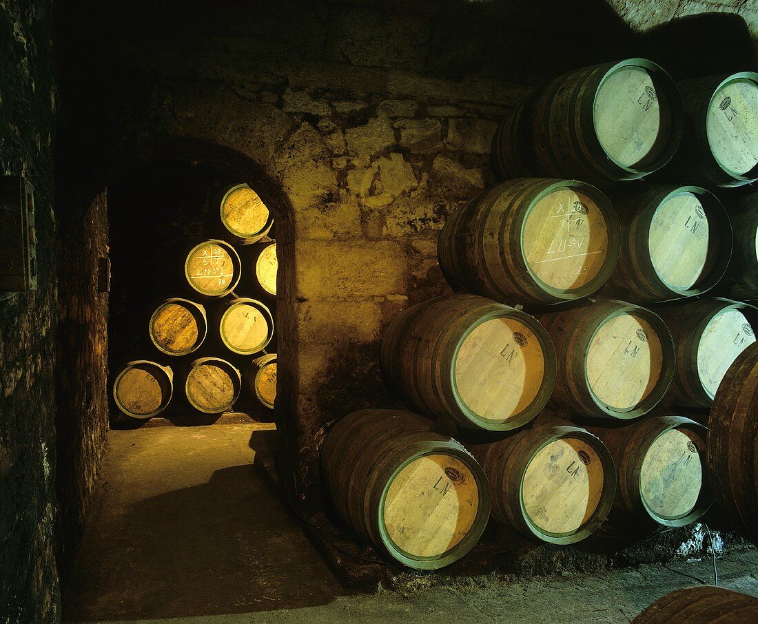 Wooden barrels in wine cellar