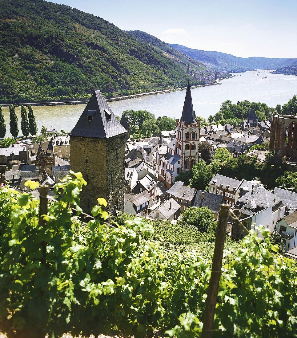 Weinberg in Bacharach, Mittelrhein, Deutschland