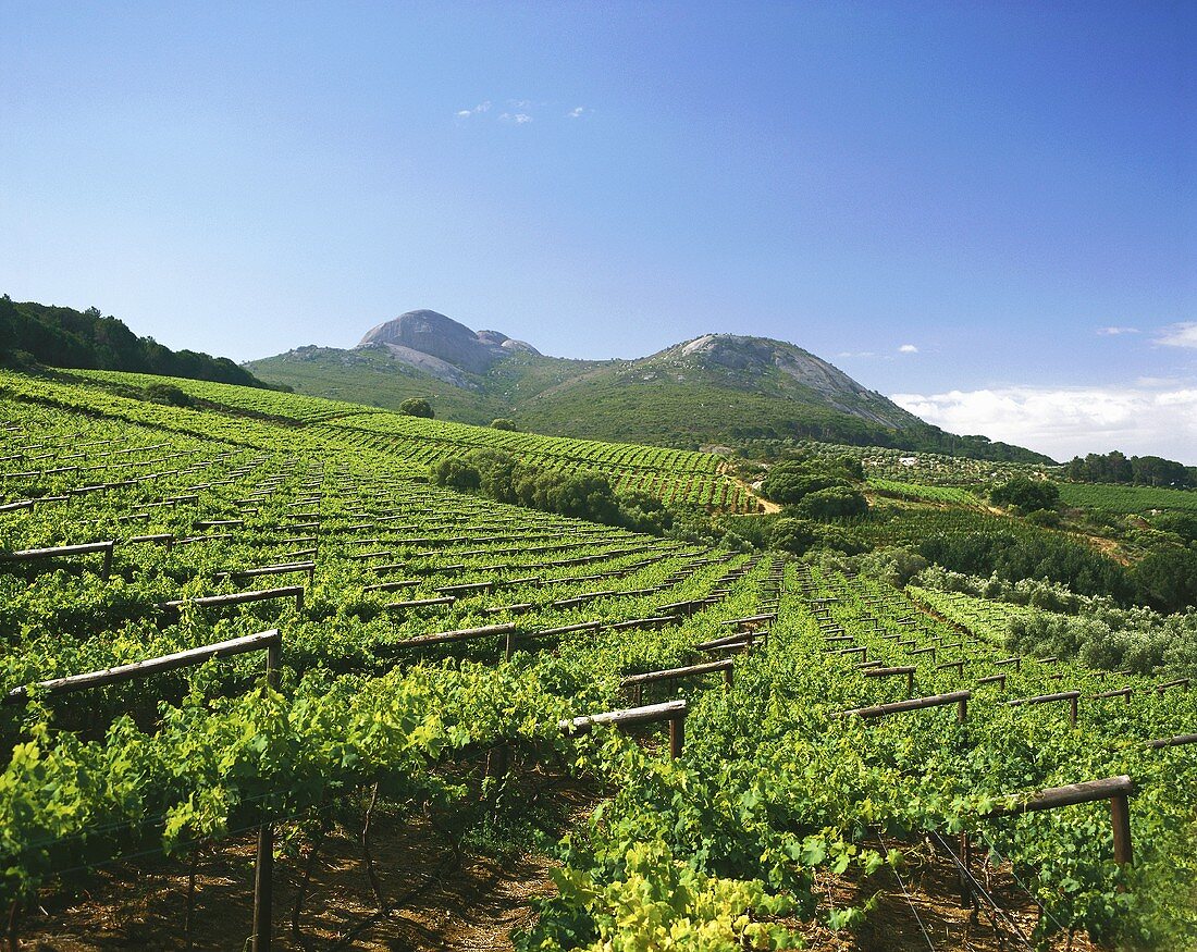 Vineyards near Paarl, S. Africa
