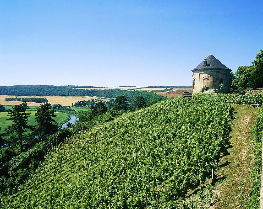 Vineyards near Vitzenburg, Saale-Unstrut, Germany
