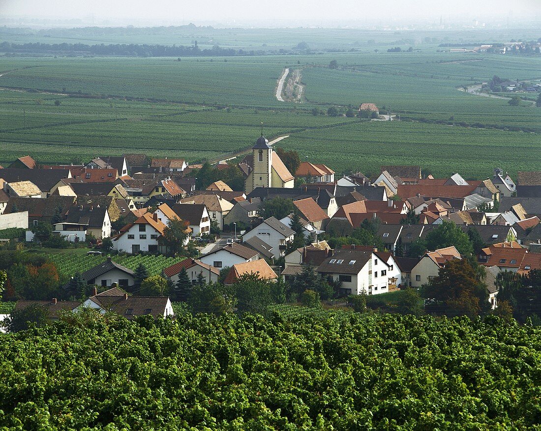 Weinort Ungstein, Rheinpfalz, Pfalz, Deutschland