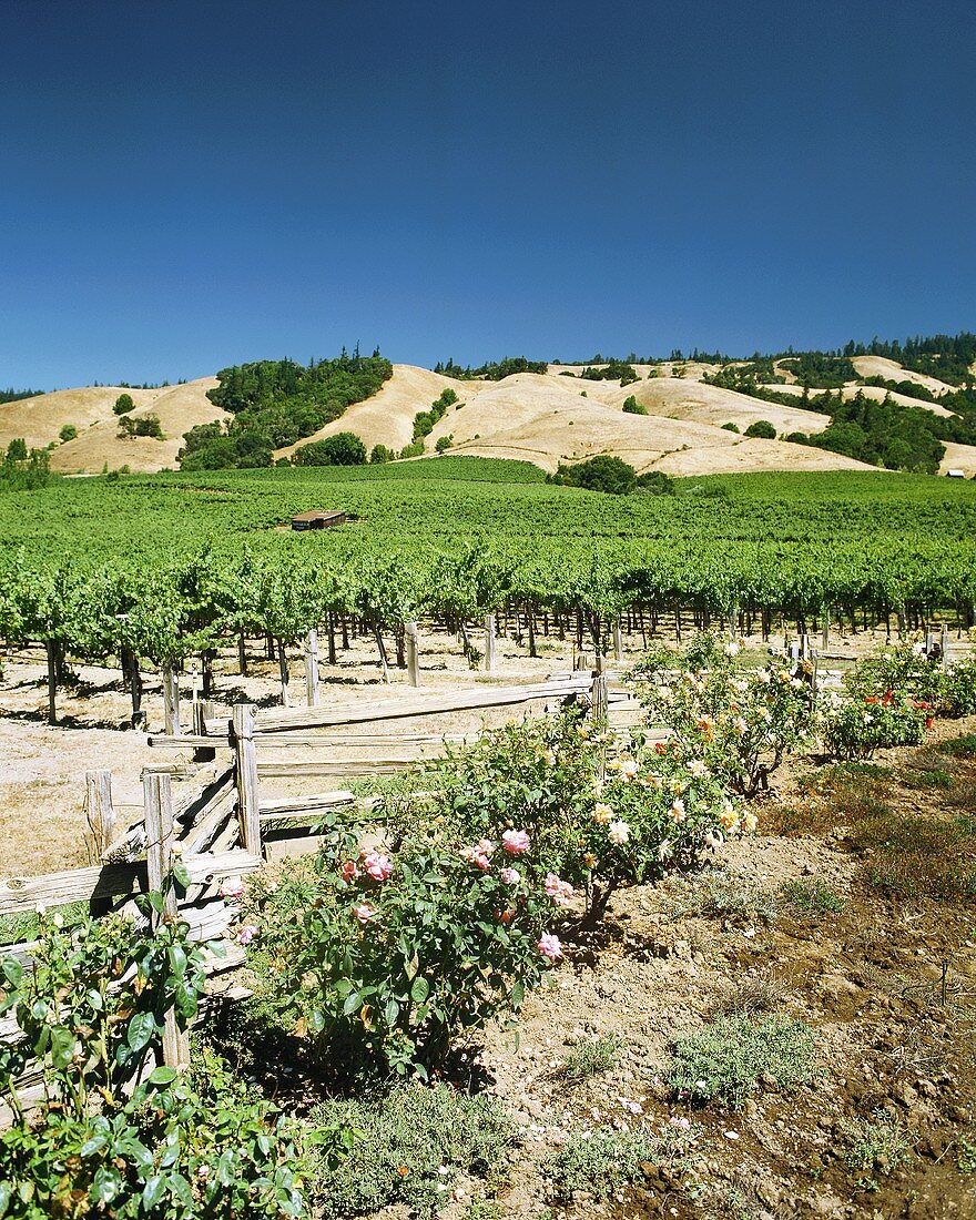 Vineyards in Anderson Valley, Mendocino, California