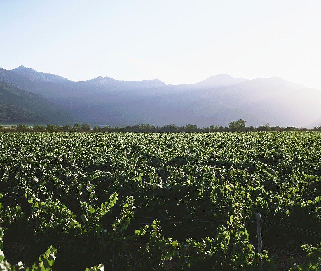 Vineyards in Rapel Valley, Peralillo, Chile