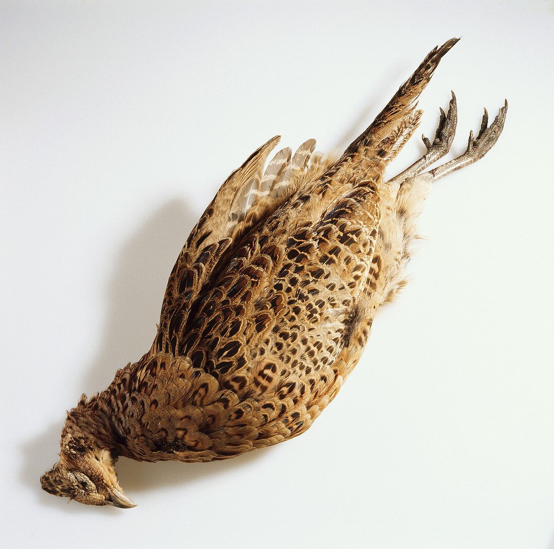 Pheasant with feathers 