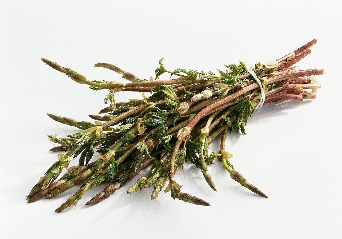 Hop asparagus, in a bundle