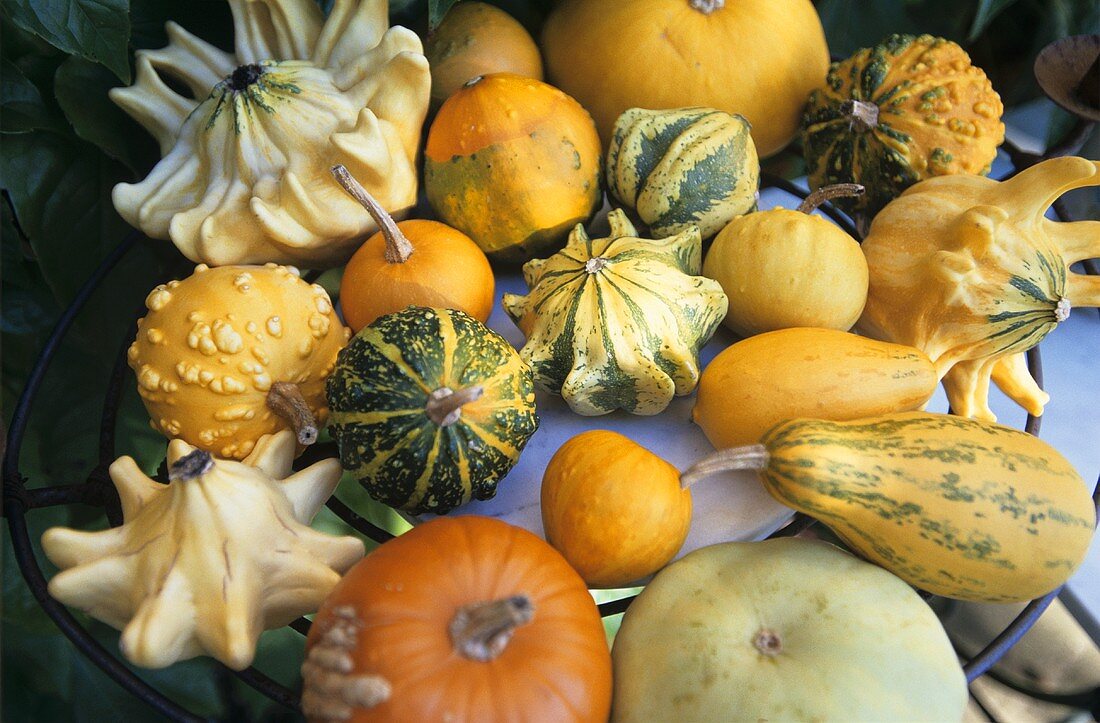 Assorted mini-pumpkins