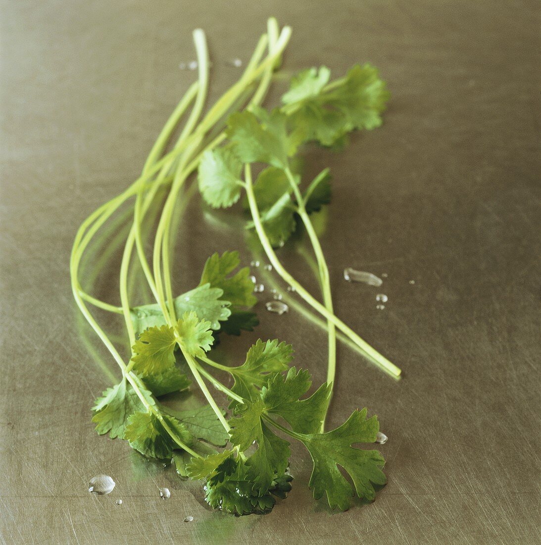 Fresh coriander leaves