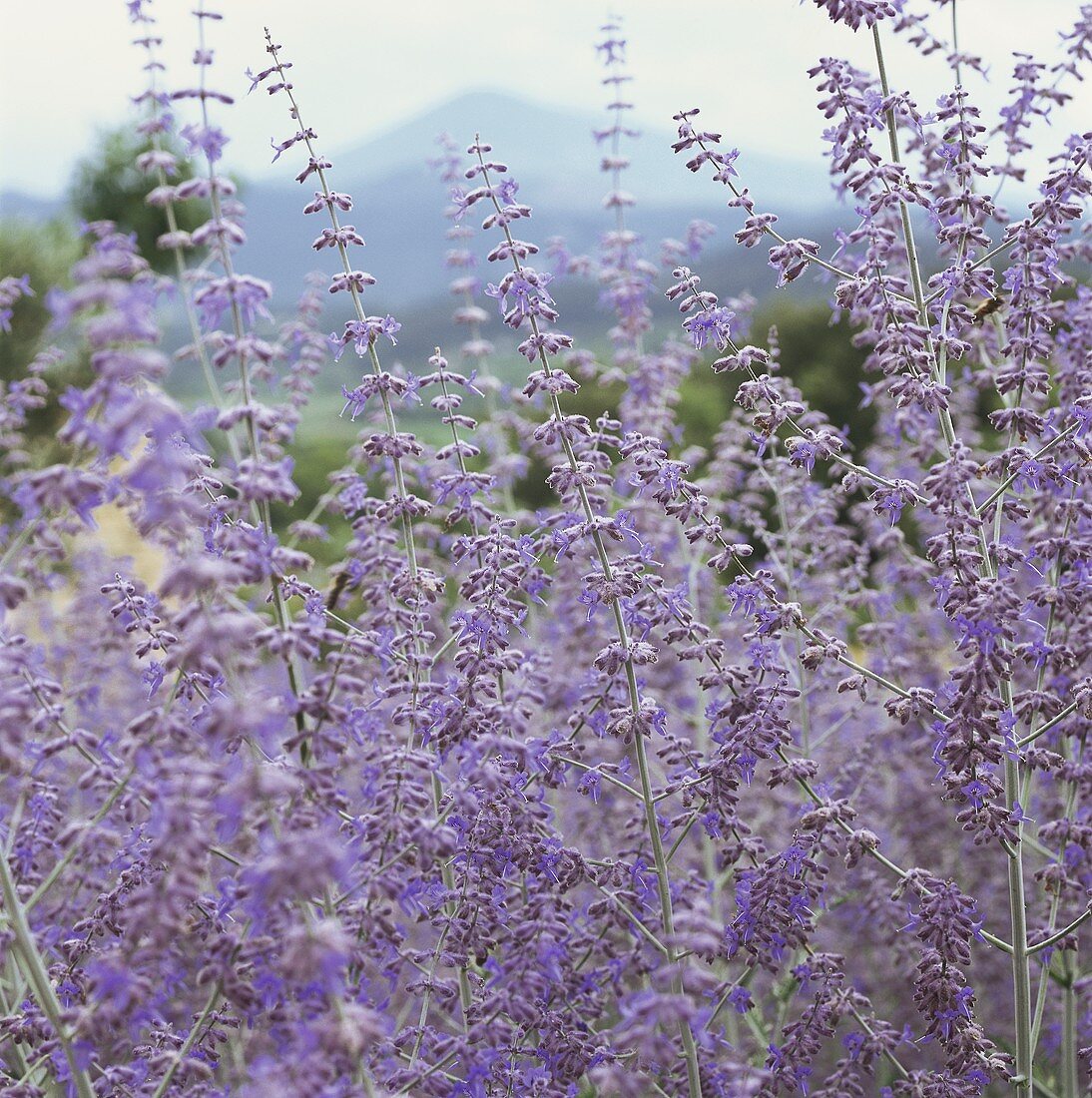 Lavendelblüten im Freien