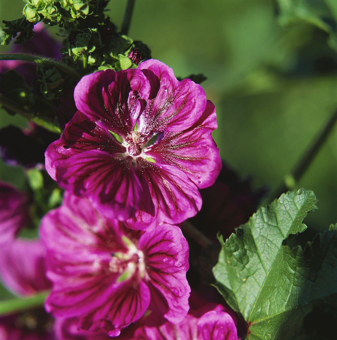 Violet-coloured mallow flowers