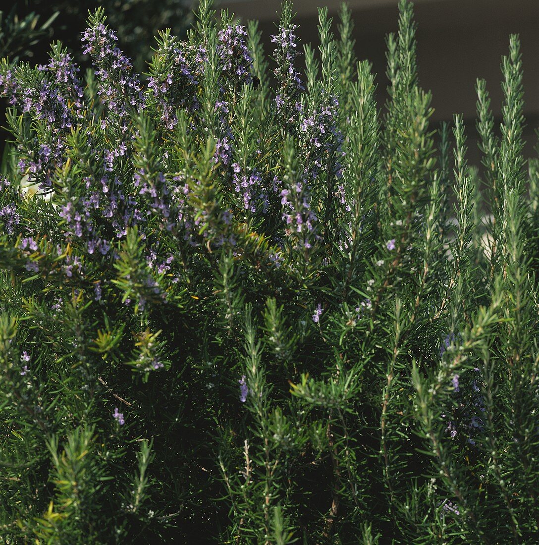 Rosemary with flowers