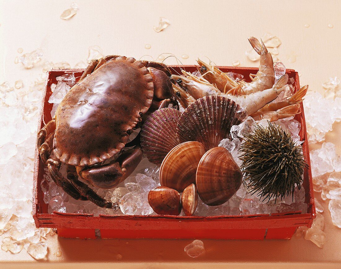 Crustaceans, shellfish and sea urchin in crate with ice