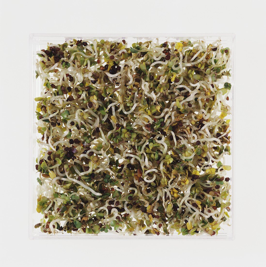 Lots of broccoli sprouts
