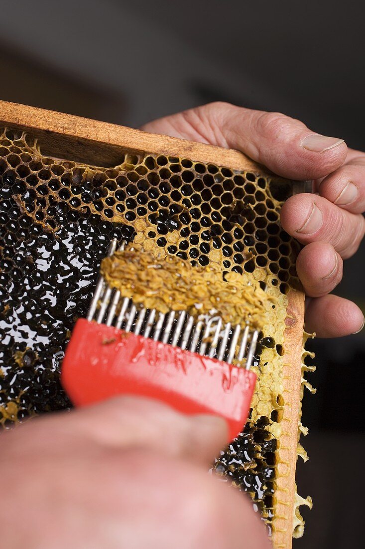Hands scraping wax from honeycomb with uncapping fork