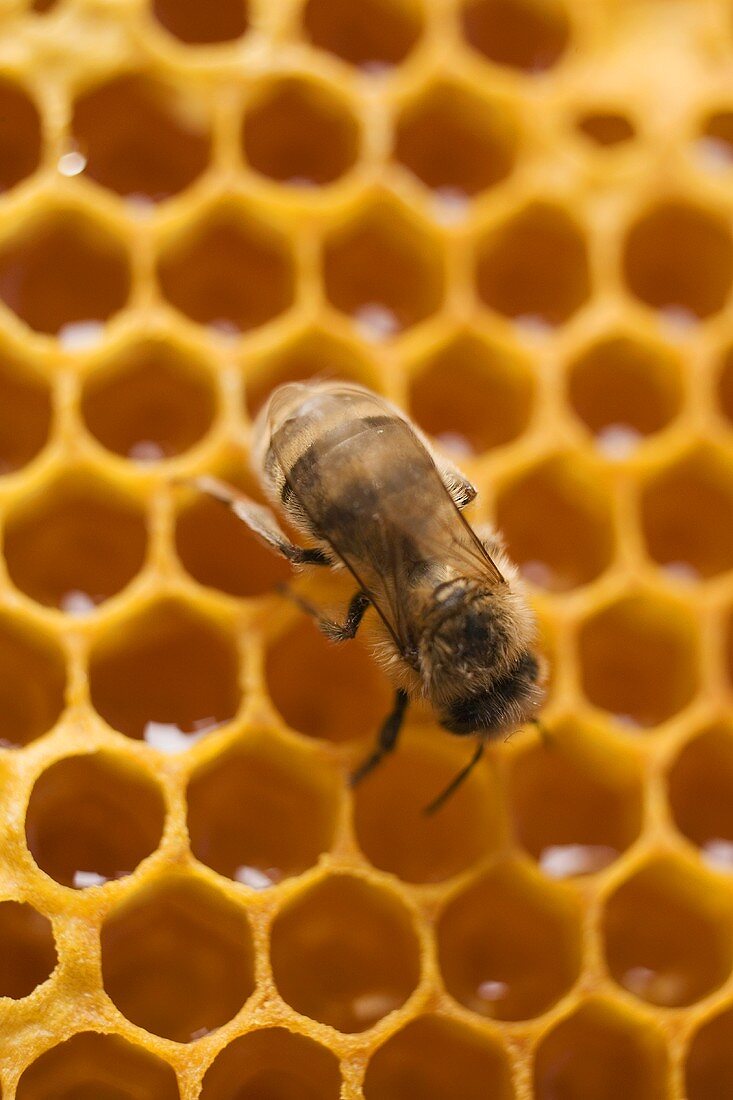Honigwabe mit Biene (Nahaufnahme)