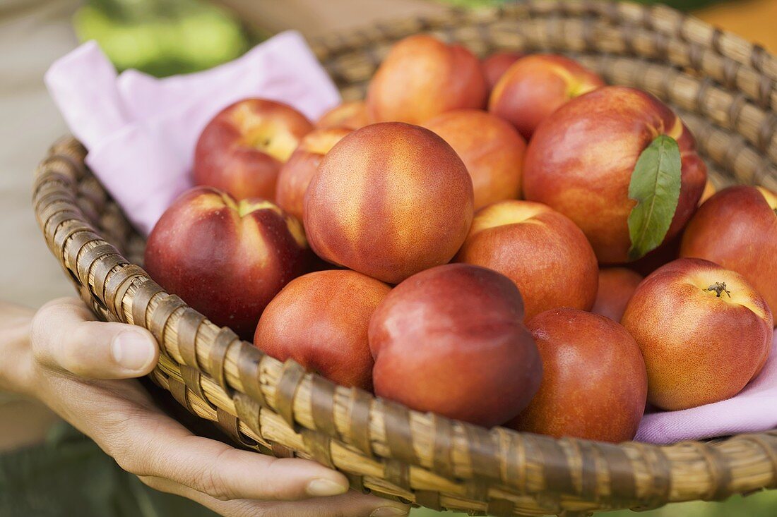 Hands holding basket of fresh nectarines