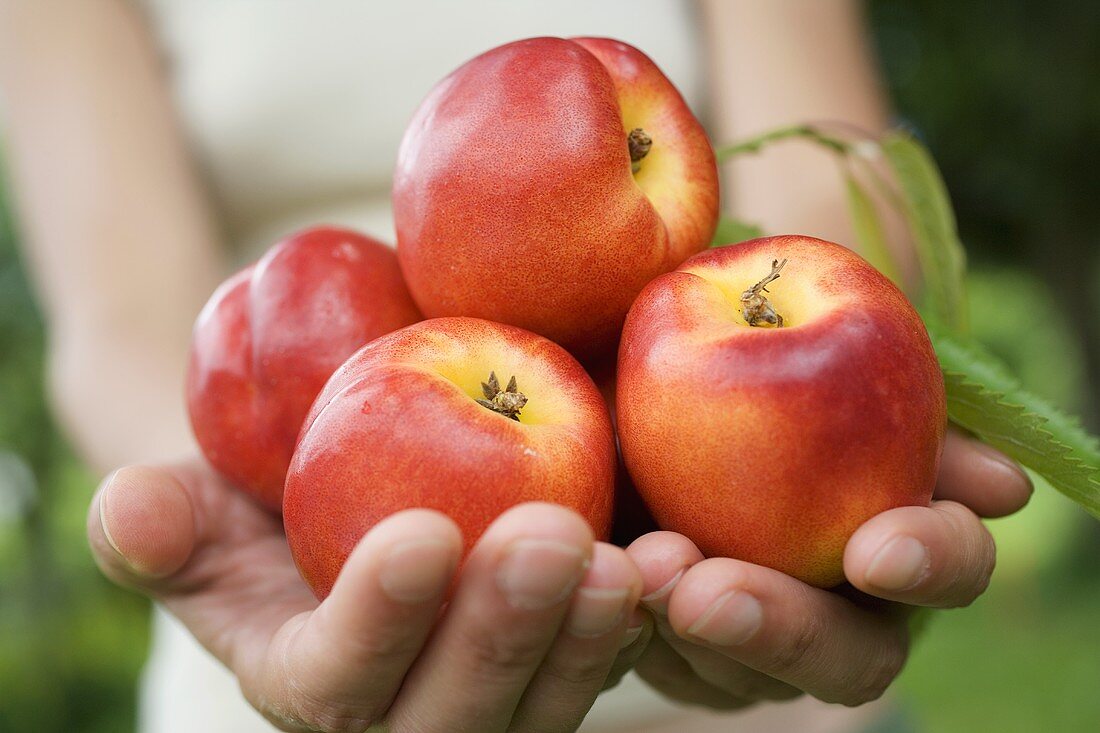Hands holding fresh nectarines with leaves