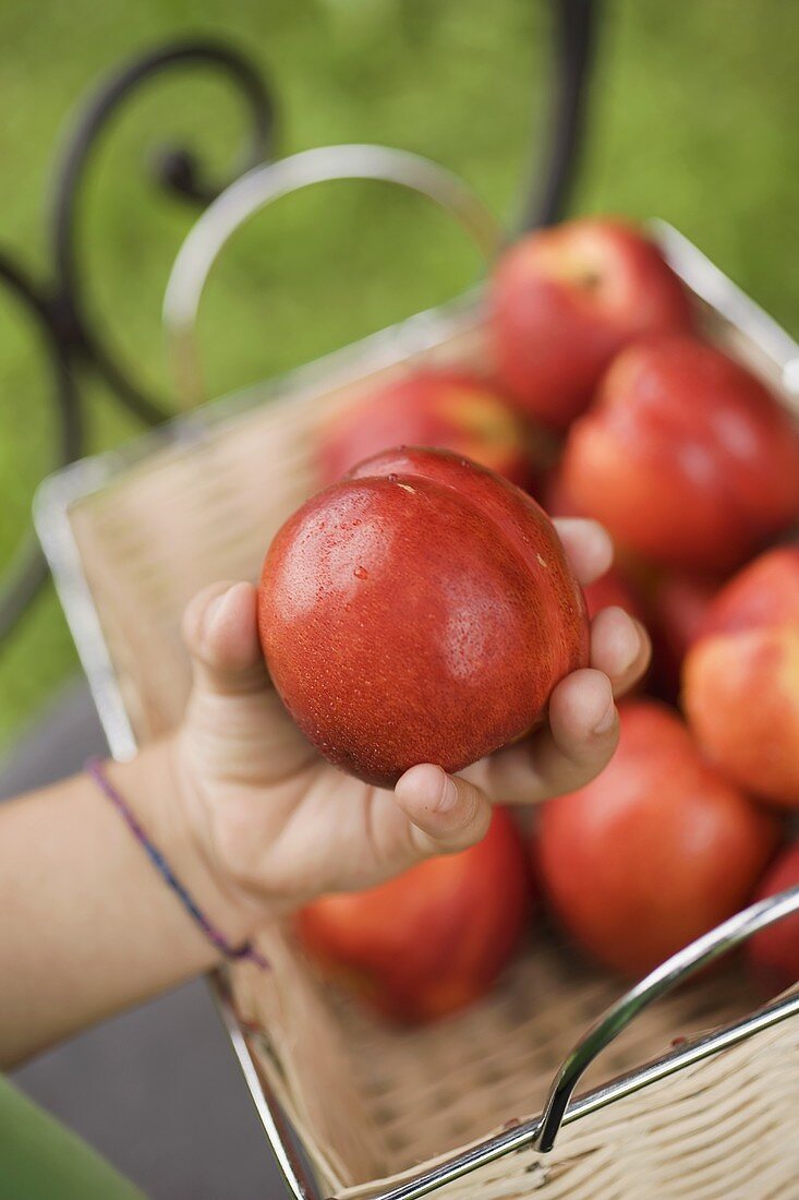 Child's hand holding fresh nectarine over basket of nectarines