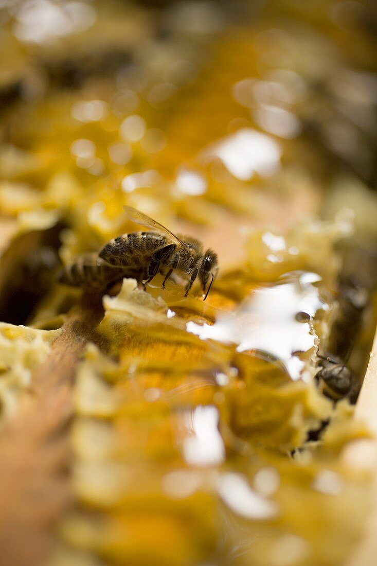 Bienen auf Honigwabe