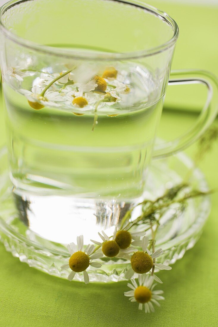 Chamomile flowers and chamomile tea