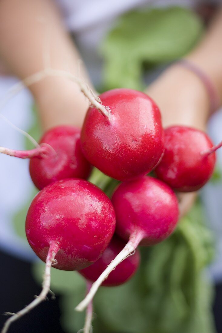 Hands holding freshly washed radishes