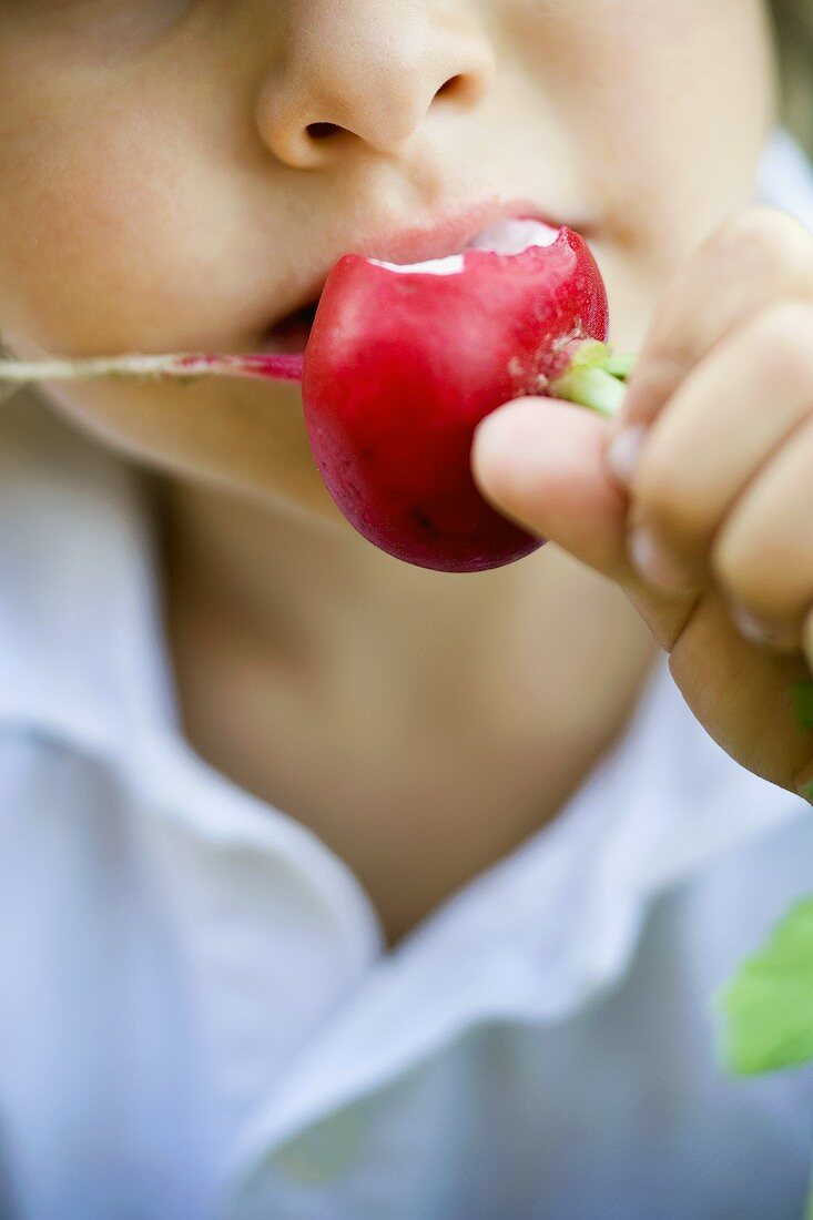 Child eating a radish