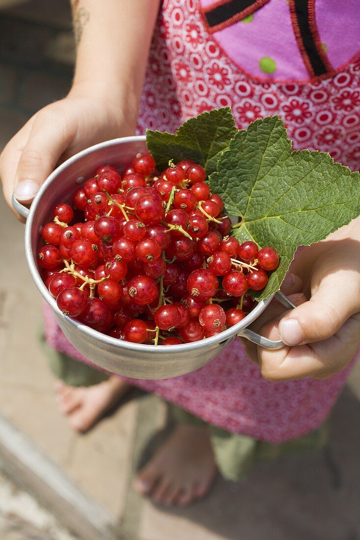 Child holding a pot of redcurrants