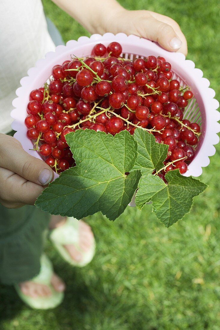 Person holding redcurrants in plastic basket