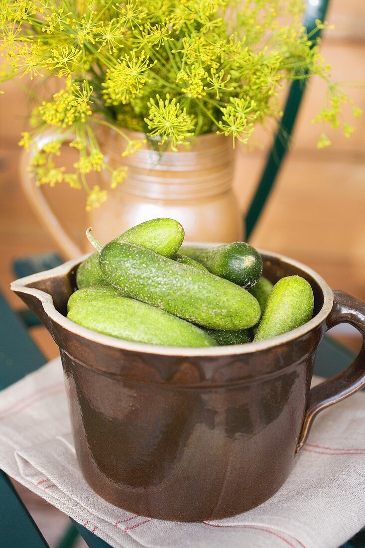 Pickling cucumbers and fresh dill in jugs